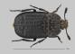 Forenzni_potencial_larev_brouku_Silphidae_-_obr_03