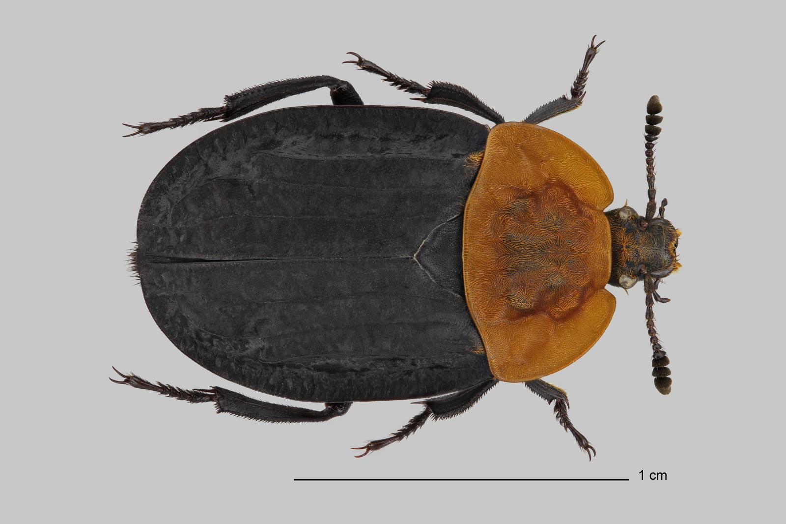Forenzni_potencial_larev_brouku_Silphidae_-_obr_02.jpg