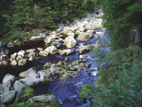 Vydra. Foto: Hana Soumarová.