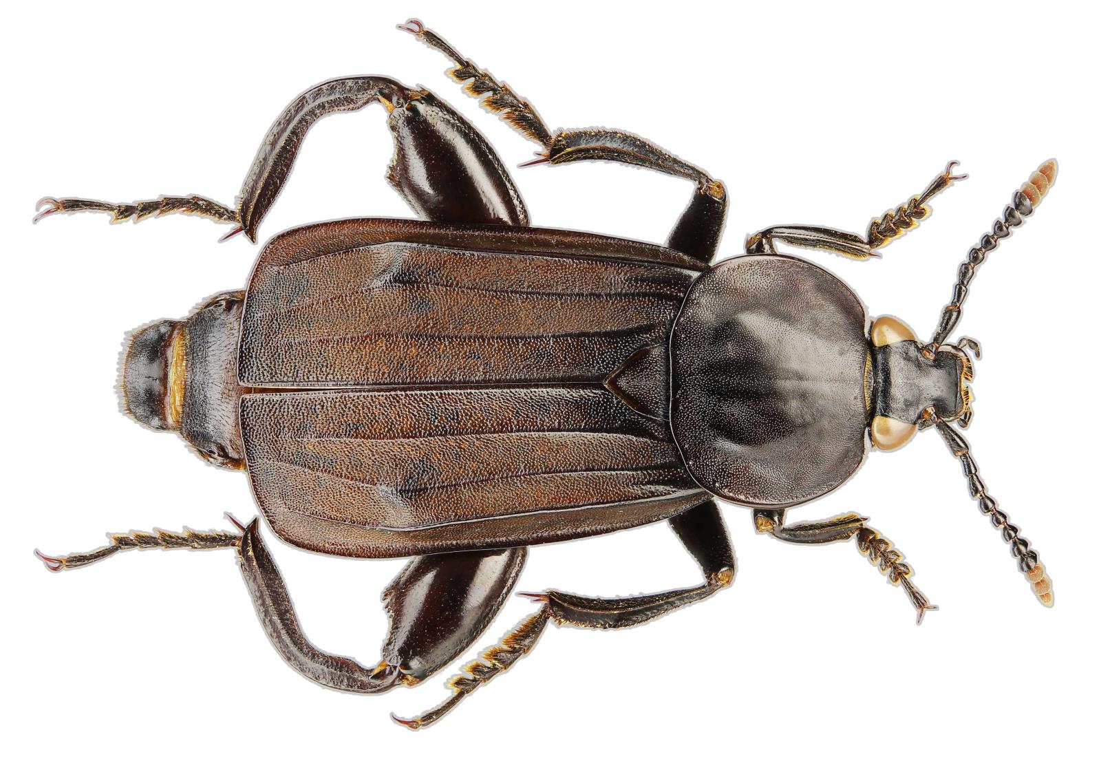 Forenzni_potencial_larev_brouku_Silphidae_-_obr_01.jpg