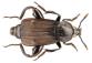 Forenzni_potencial_larev_brouku_Silphidae_-_obr_01.jpg