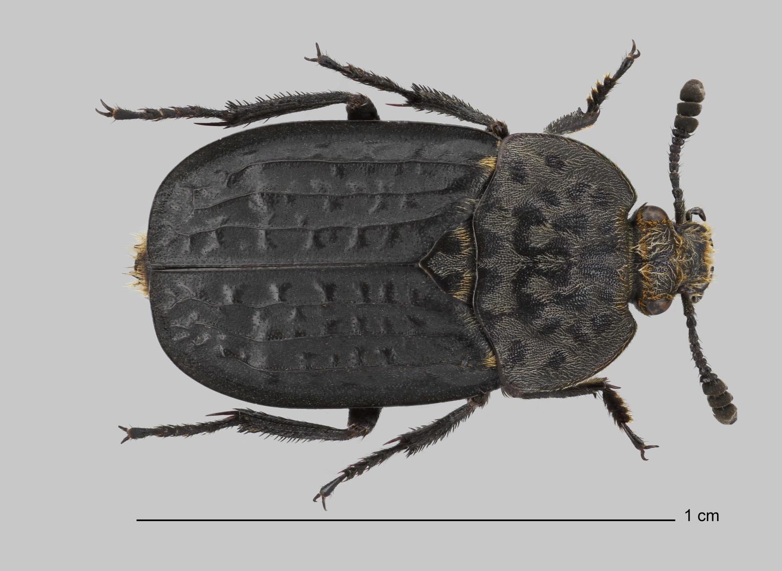 Forenzni_potencial_larev_brouku_Silphidae_-_obr_03.jpg