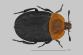 Forenzni_potencial_larev_brouku_Silphidae_-_obr_02
