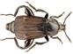 Forenzni_potencial_larev_brouku_Silphidae_-_iko.jpg